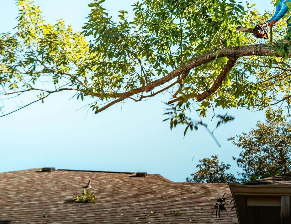 A tree arborist is cutting a branch.
